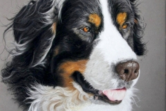 Abby - Bouvier Bernois