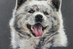 Ayko - Akita Inu