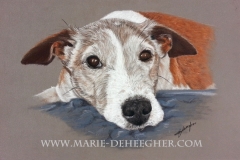 Buck - Fox Terrier