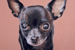 Channel - chihuahua