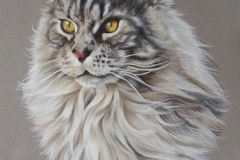 Cherkee _ main coon