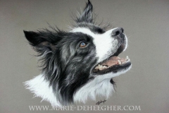 Elianto - Border Collie