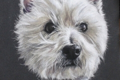 Enzo - westie