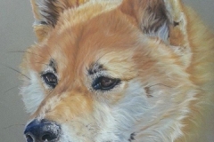 Henora-shiba-inu