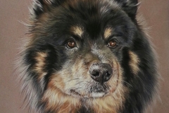 Jinn - chien finnois de laponie