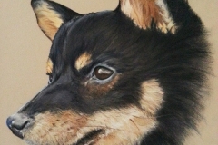 Joy-shiba inu