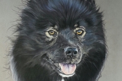 Nowa_chienne_finnois_de_laponie