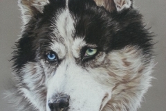 douchka-husky