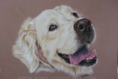 Enzo -  Golden Retriever