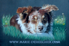 Gachette - border collie