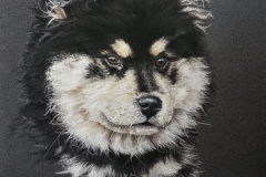 Nanook - chien finnois de laponie