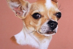 Spyke - chihuahua